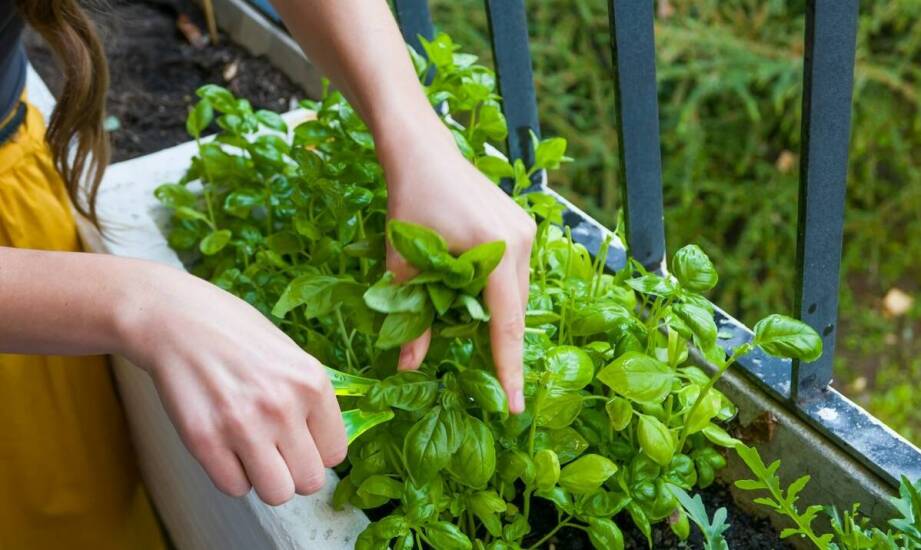 Odpowiednie nawadnianie roślin w balkonowych skrzynkach 80 cm