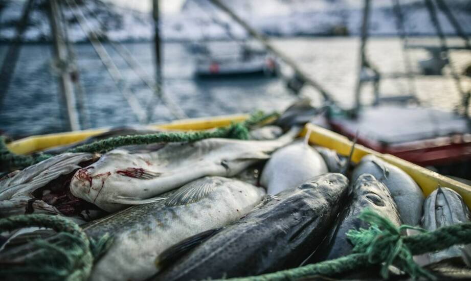 Jak lokalne praktyki połowowe wpływają na jakość morskich ryb?