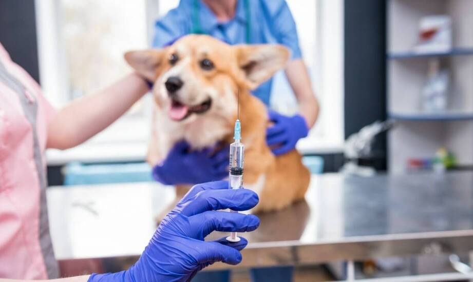 Dlaczego warto zdecydować się na elektroniczne znakowanie zwierząt w gabinecie weterynaryjnym?