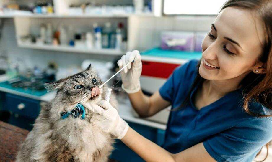 Znaczenie stomatologii w profilaktyce zdrowotnej dla psów i kotów