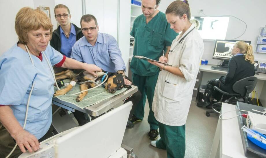 Opieka nad zwierzętami ciężarnymi w gabinecie weterynaryjnym