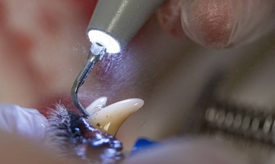 Jakie innowacje w leczeniu kanałowym wprowadza mikroskopowa endodoncja?