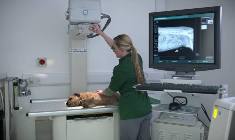 Jak przygotować psa do rentgena?