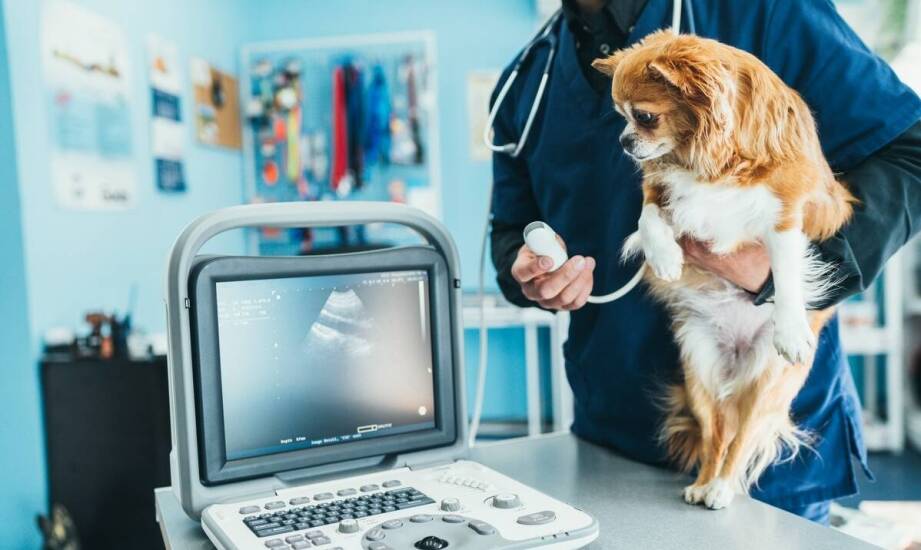 Znaczenie wczesnej diagnostyki onkologicznej w praktyce weterynarza w Warszawie