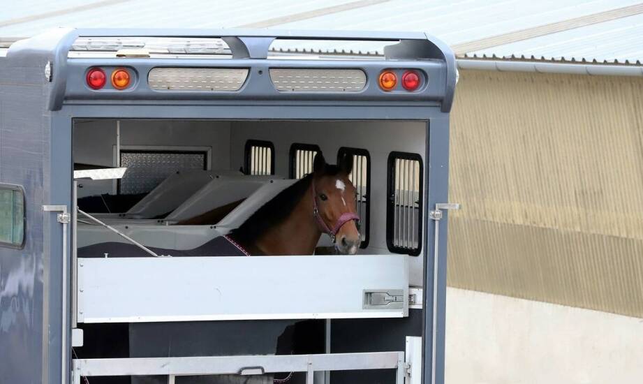 Jakie techniczne innowacje wpływają na komfort transportu koni?