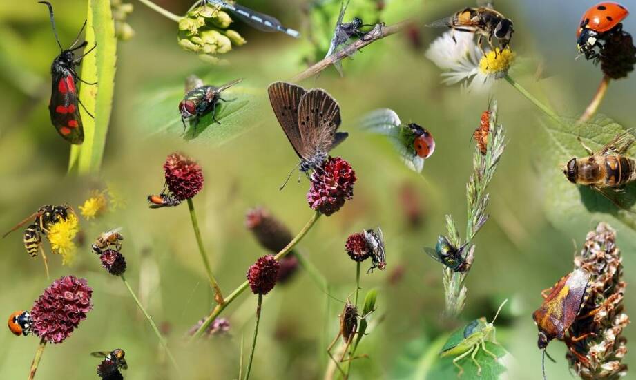Lokalna fauna w Parku Młynówka: rzadkie zwierząt gatunki