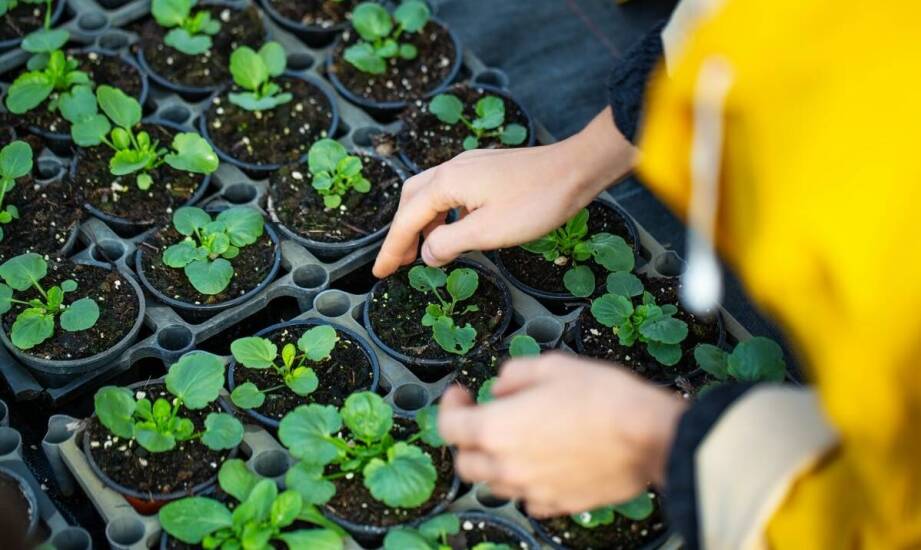Jakie wyzwania wiążą się z uprawą sadzonek truskawek Albion?