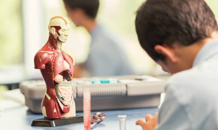 Anatomiczne tablice jako narzędzie do nauki anatomii w szkołach medycznych