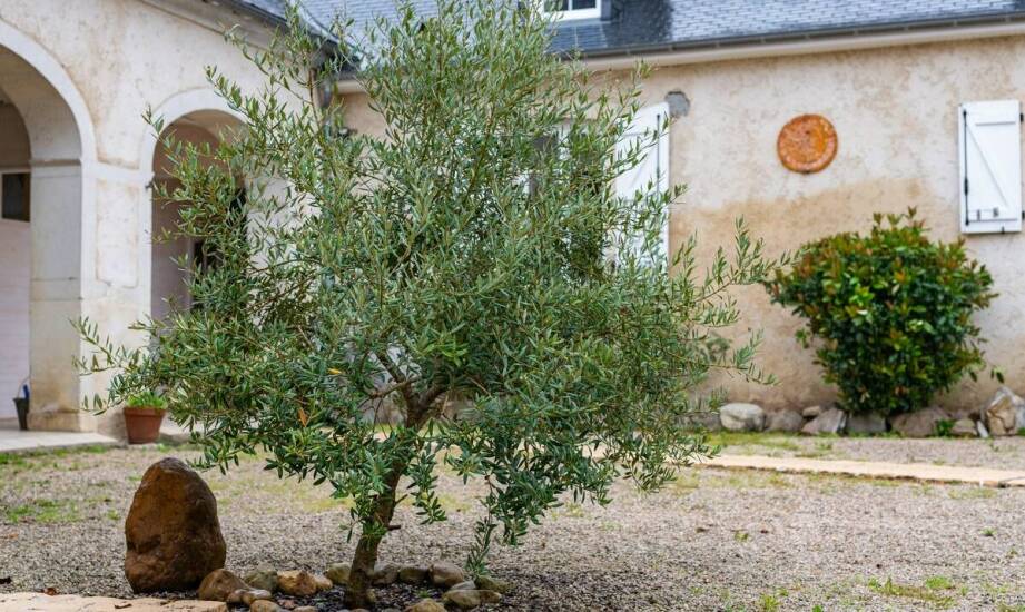 Drzewa oliwne jako inwestycja w przyszłość dla ogrodu