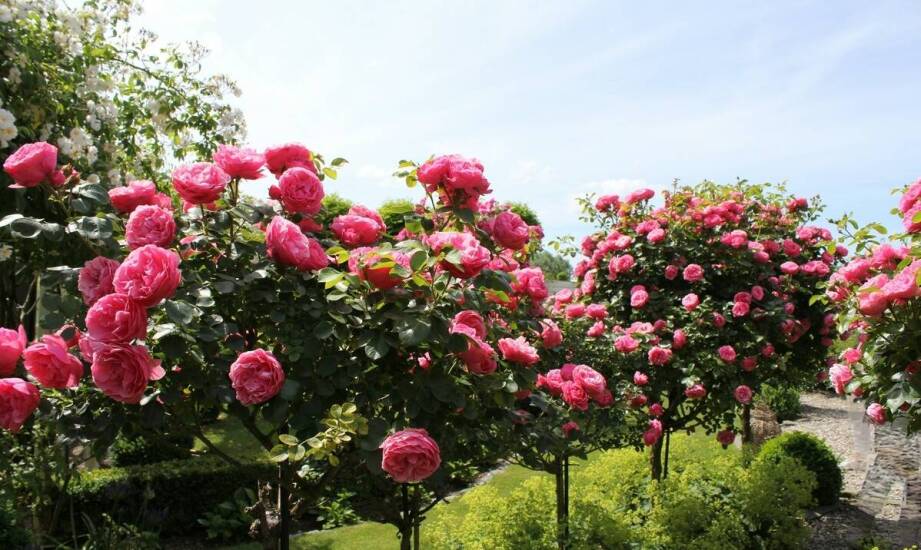 Krzewiaste róże jako centralny punkt w aranżacji ogrodu