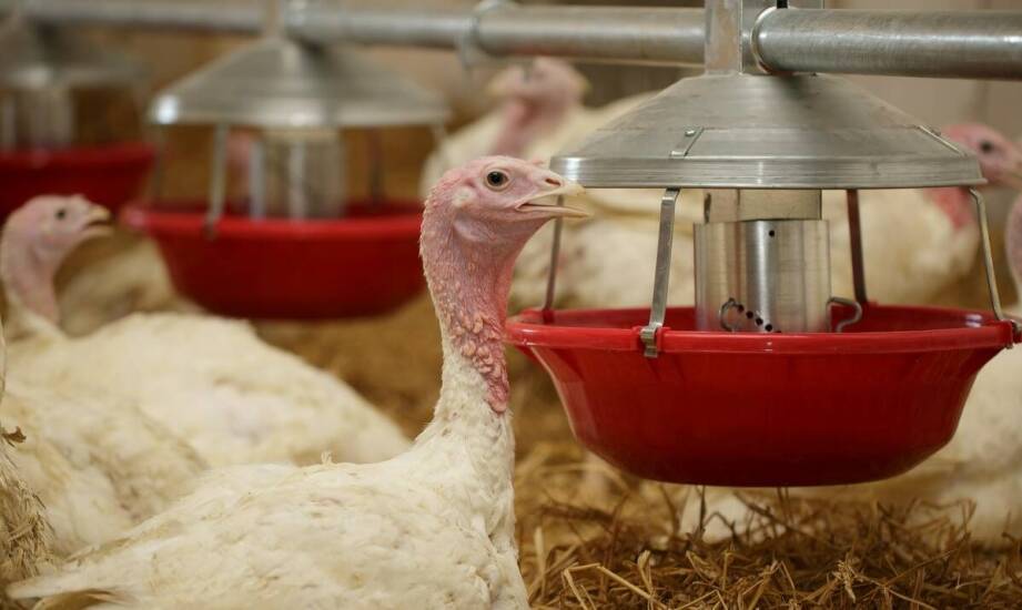 Wpływ automatyzacji karmienia na zdrowie i wydajność indyków