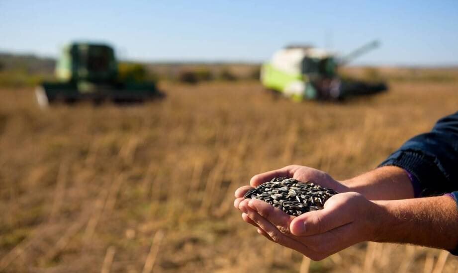 Wpływ odpowiedniego wyboru nasion kukurydzy oseva na plonowanie