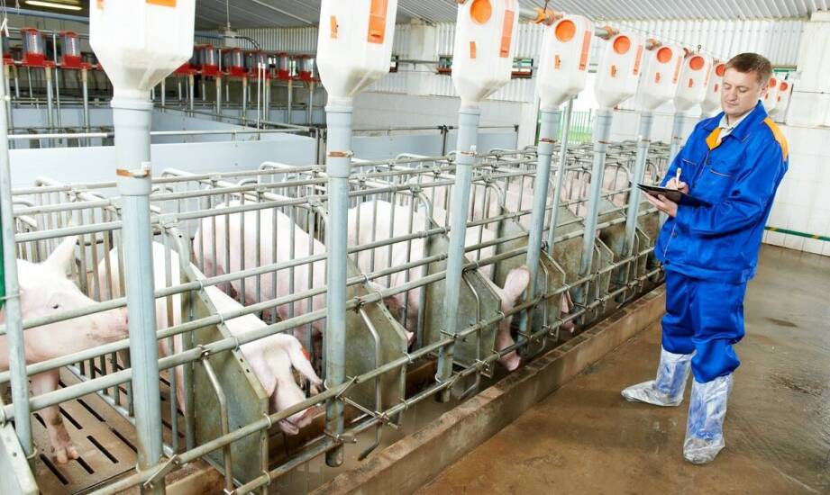 Zalety uzdatniania wody dla hodowli zwierząt: bezpieczeństwo i zdrowie