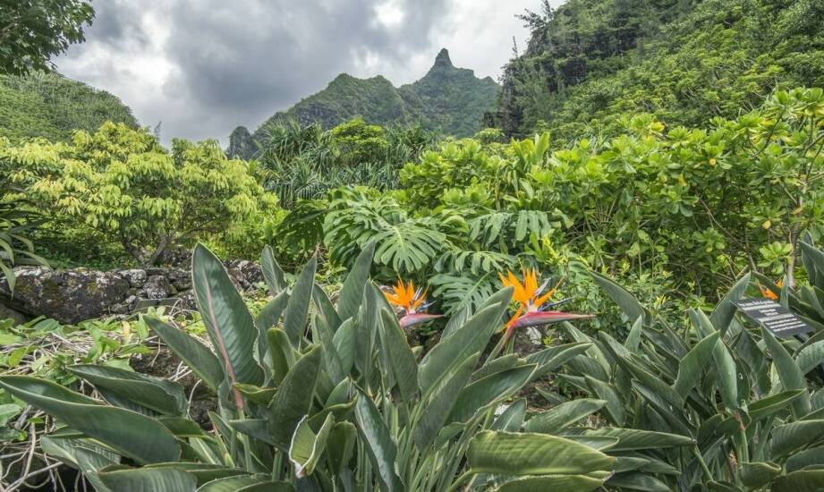 Jak augusta strelicja może stać się centralnym punktem w ogrodzie?