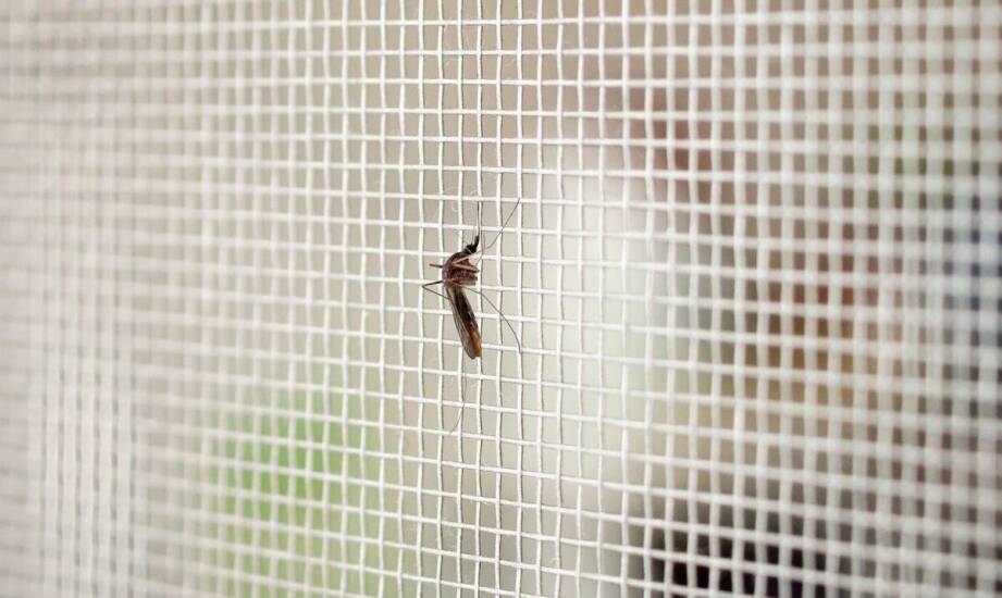 Zalety stosowania moskitier na oknach i drzwiach