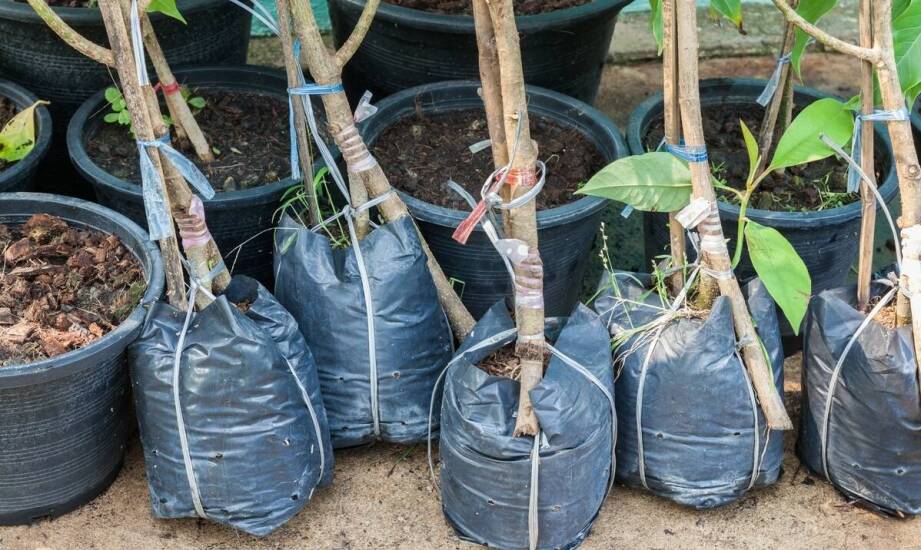 Sadzonki liściastych drzew: kluczowe wskazówki dotyczące pielęgnacji