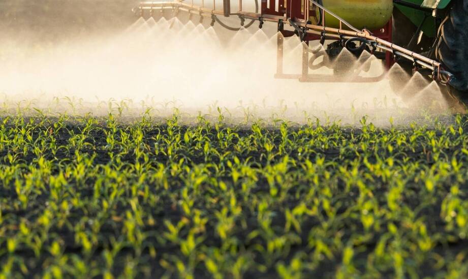 Efektywne strategie nawożenia dla wczesnej kukurydzy
