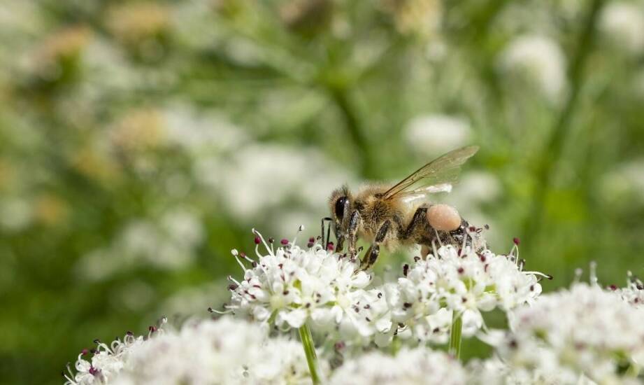 Jak owady zapylające są wpływane przez środki owadobójcze?