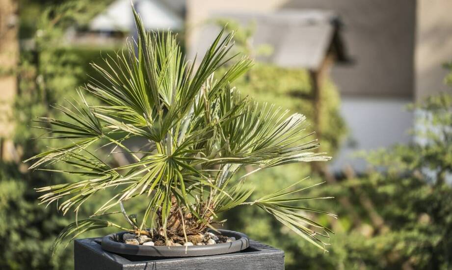 Jakie są najczęstsze wyzwania w pielęgnacji krzaczastej palmy?