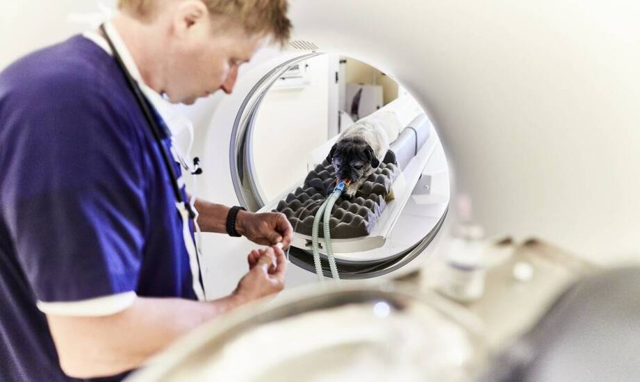 Jak zaawansowana diagnostyka wspiera opiekę neurologiczną dla zwierząt?