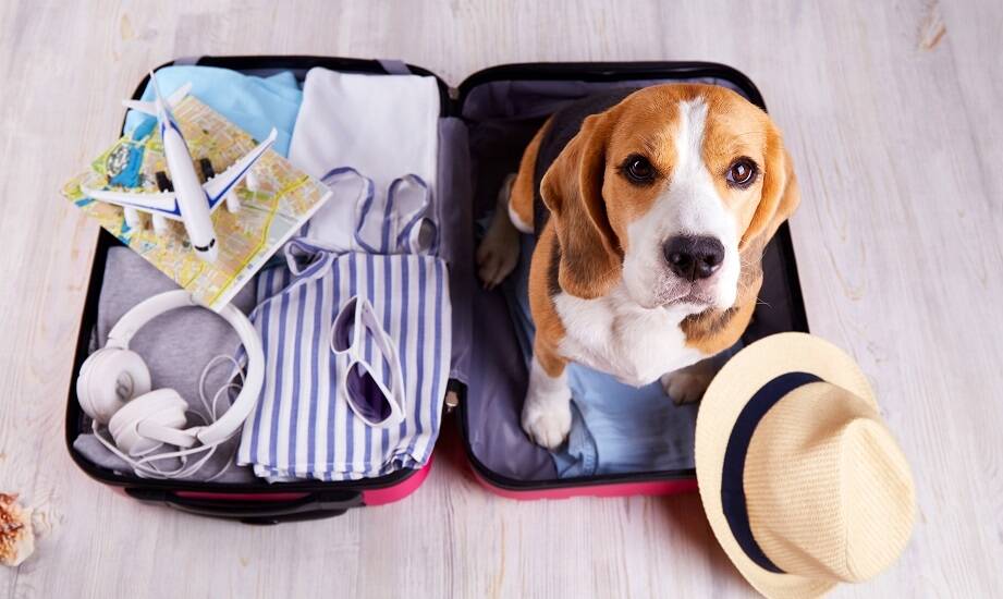 Zasady bezpiecznego transportu zwierząt drogą lotniczą