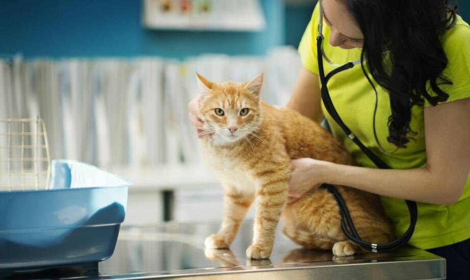 Jakie znaczenie mają branżowe konferencje dla hodowców rasowych kotów?