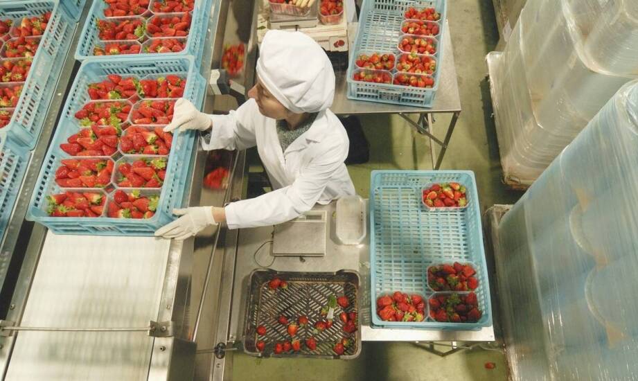 Jak przebiega przygotowanie miękkich owoców do dystrybucji?