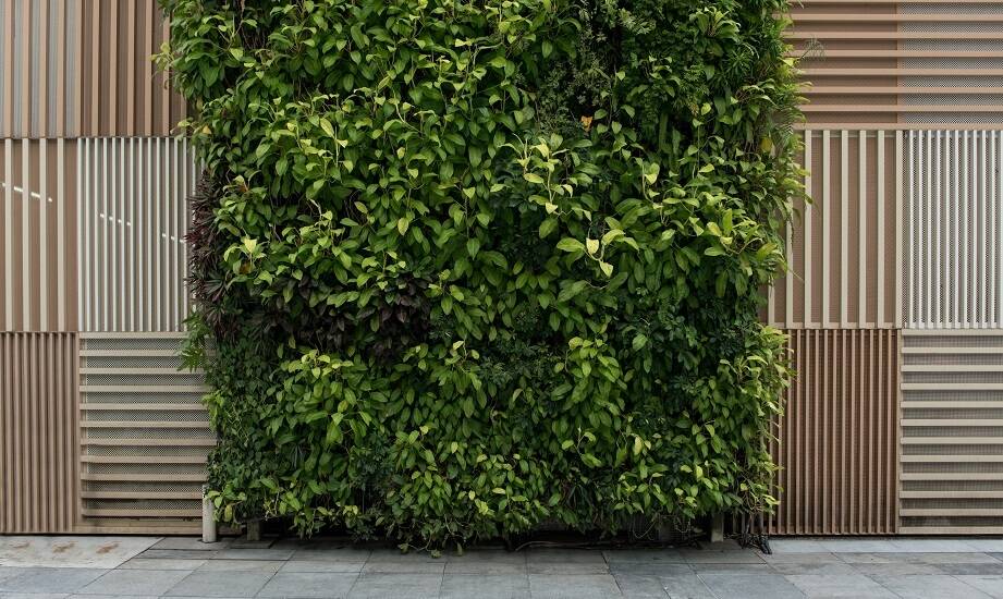 Jak skonstruowane są wertykalne zewnętrzne ogrody?