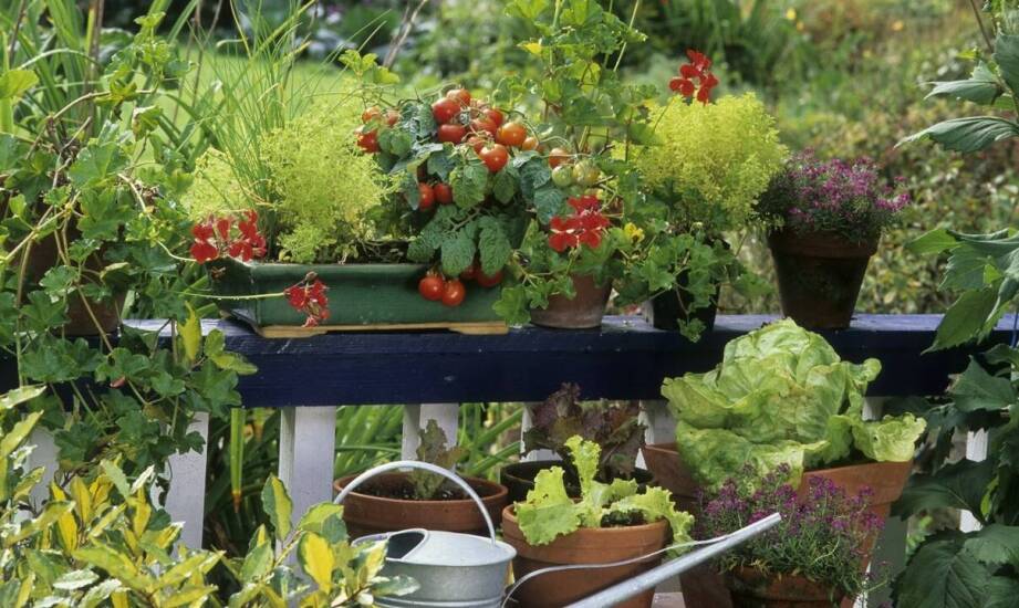 Karłowa czereśnia – idealne rozwiązanie dla balkonów i tarasów