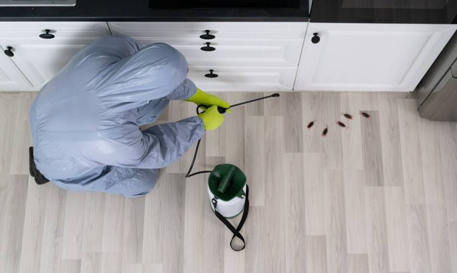 Jak specjaliści dostosowują metody zwalczania pluskiew do specyfiki obiektu?