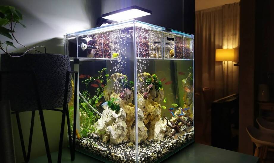 Kluczowe korzyści z posiadania akwarium na wymiar w biurowej przestrzeni