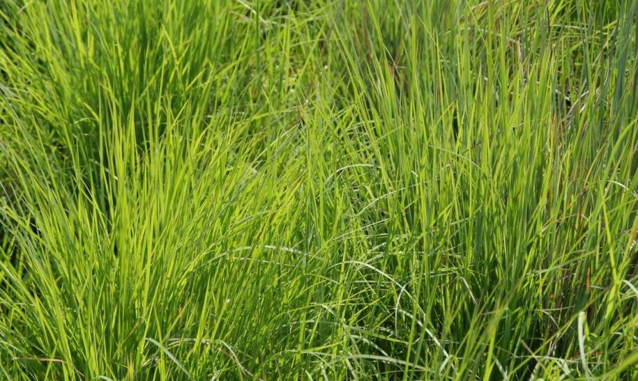 Wpływ mieszanki łąkowych traw na zdrowie i wzrost sąsiadujących roślin