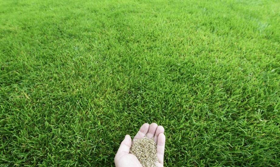 Różnorodność gatunków w uniwersalnej mieszance trawnikowej a jej zalety