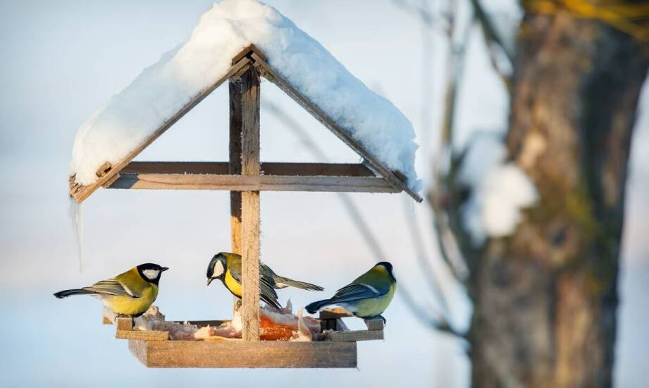 Jak dobierać karmniki dla różnych gatunków dzikich ptaków?