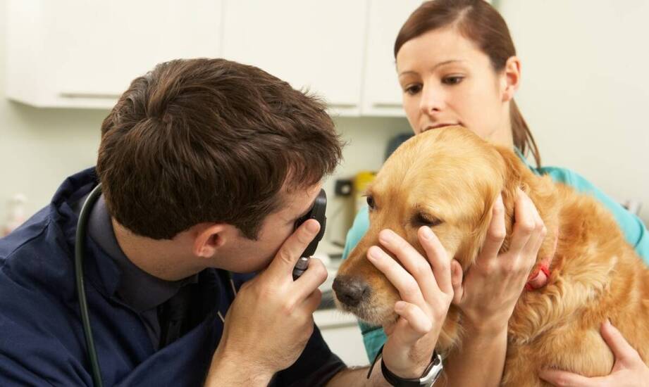 Jakie usługi w zakresie okulistyki oferuje lecznica weterynaryjna?