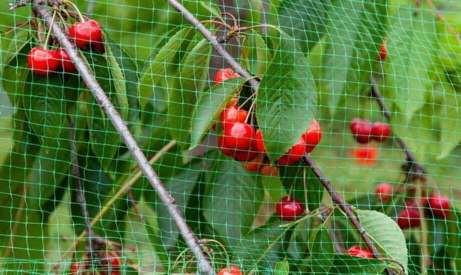 Jakie są zalety czereśni karłowych?