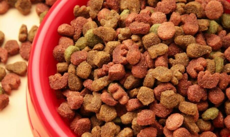 Jakie są zalety wyboru polskiej karmy dla psów dorosłych?