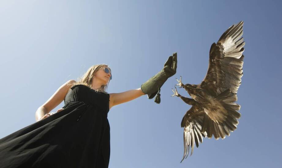Rola sokolnictwa w zarządzaniu populacją dzikich ptaków w miastach.