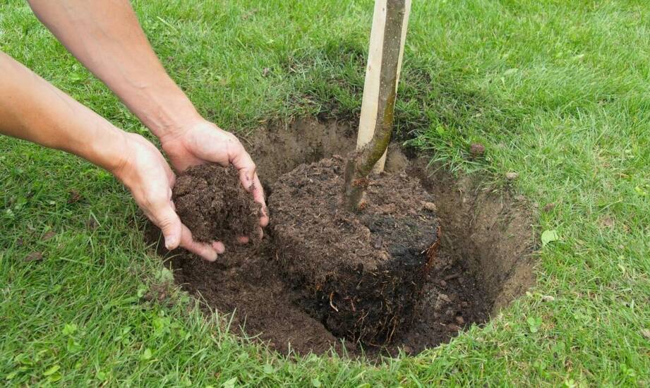 Jakie są najlepsze praktyki sadzenia drobnolistnej lipy w ogrodzie?