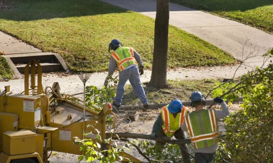 Przesadzanie drzew a ochrona ich korzeniowego systemu dzięki maszynom