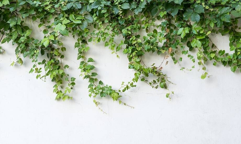 Jakie pnącza najlepiej sprawdzą się na tarasach i balkonach?