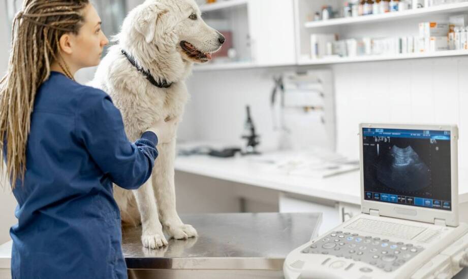 Jak weterynarz w Elblągu diagnozuje choroby układu nerwowego u zwierząt?