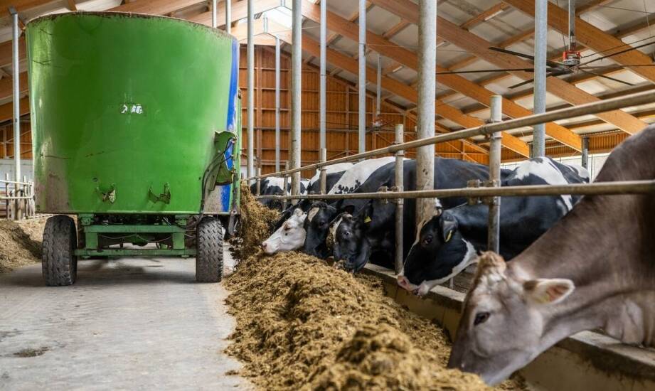 Pansenbeständiges protein jako innowacyjne rozwiązanie w żywieniu dla bydła