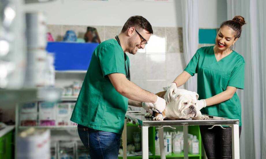 Znaczenie konsultacji z weterynaryjnym chirurgiem przed zabiegiem