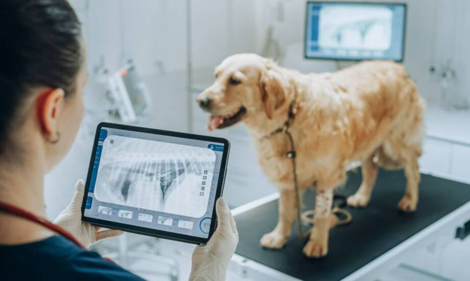 Znaczenie obrazowych badań w diagnostyce ortopedycznej u zwierząt