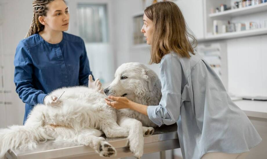 Jak pomocniczy personel wpływa na dobre samopoczucie zwierzęcych pacjentów?