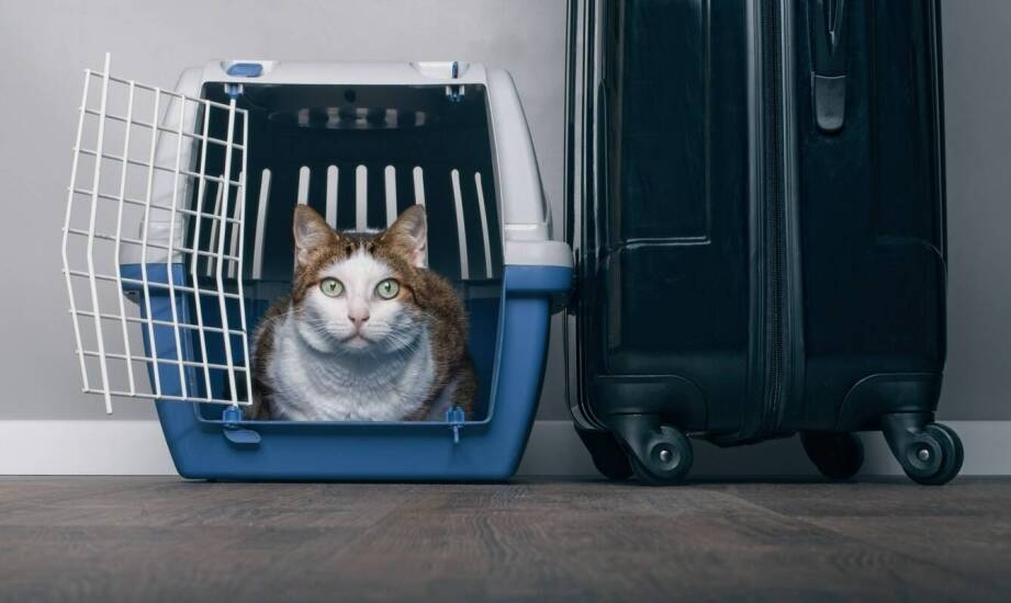Porównanie różnych opcji transportu dla kota: co wybrać?
