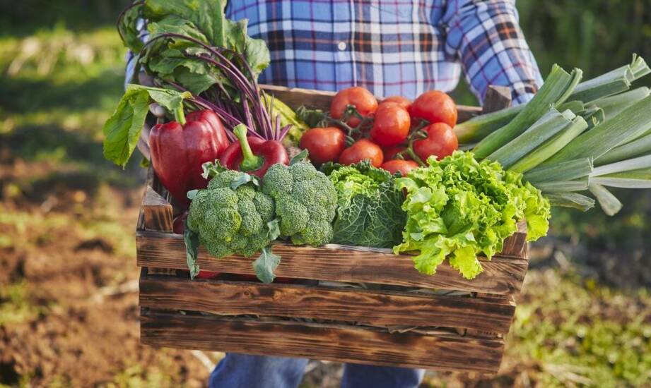Why Invest in a Partnership with a Renowned Vegetable Supplier?