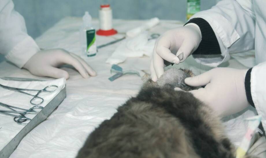 Laboratoryjna diagnostyka jako podstawa skutecznego leczenia zwierząt