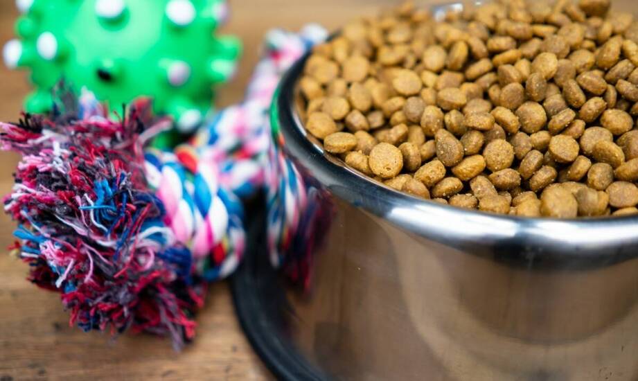 Jakie dodatki do karmy mokrej mogą wspierać zdrowie psa?